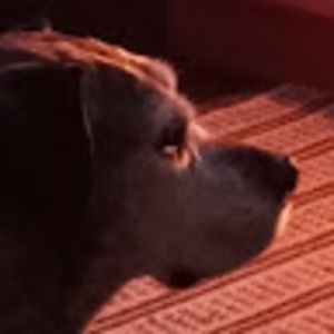 Meet your Posher, Dalton